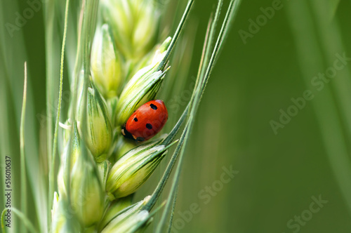 Green wheat with ladybug, macro photo, copy space,