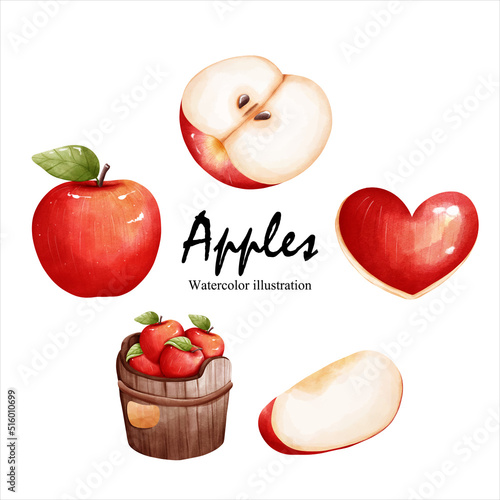watercolor apples, fruit vector illustration