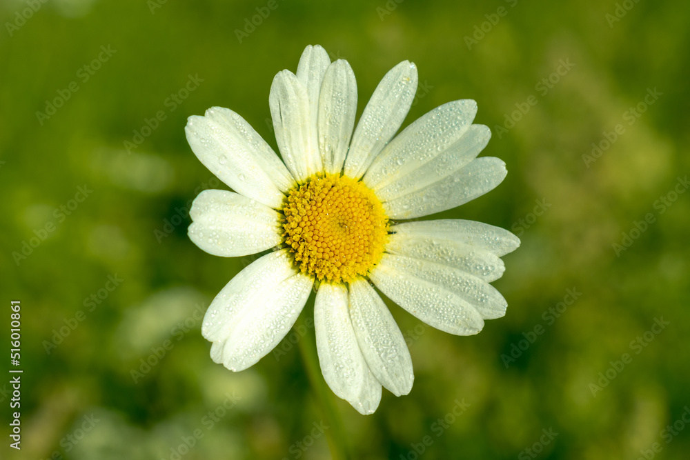 Obraz premium White flower.