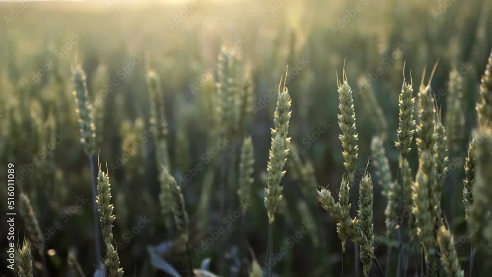 Young green spikelets of wheat growing on field at sunset. Agriculture concept Young green spikelets of wheat growing on field at sunset. Agriculture concept