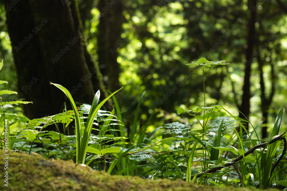 Green moss and small plants growing in the forest