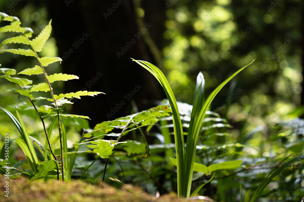A grass and ferns growing in the forest