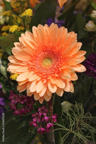 orange gerber flower