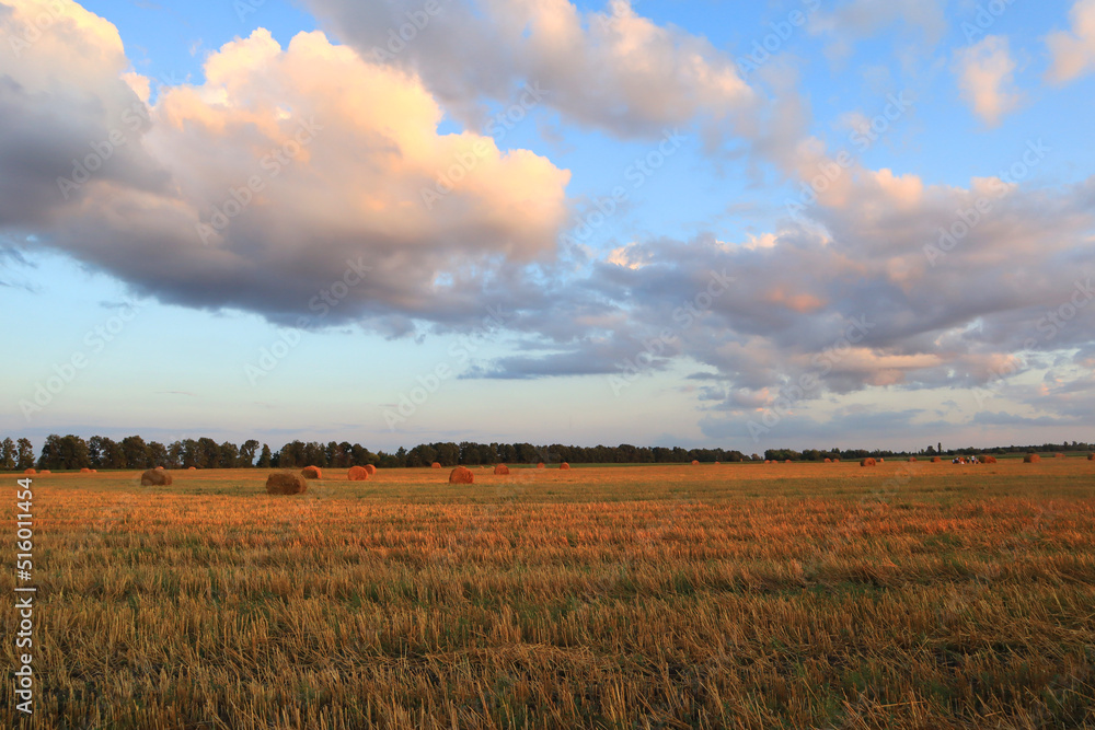 Wheat mowed field at sunset in Ukraine