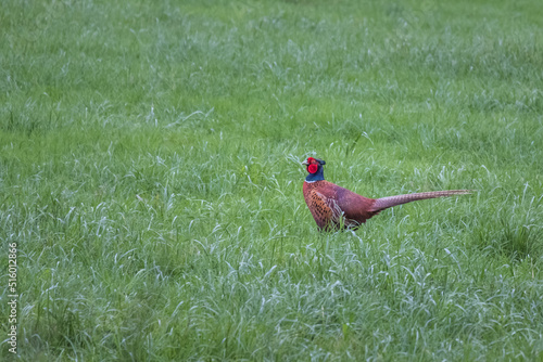 Wallpaper Mural Pheasant in a field of gress Torontodigital.ca