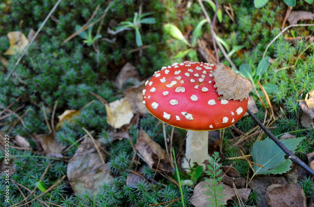A large red fly agaric in green moss and fallen leaves. Red mushroom with white spots in the autumn forest. A dry leaf lies on a mushroom cap on a sunny day. A large red fly agaric in green moss and fallen leaves. Red mushroom with white spots in the autumn forest. A dry leaf lies on a mushroom cap on a sunny day.