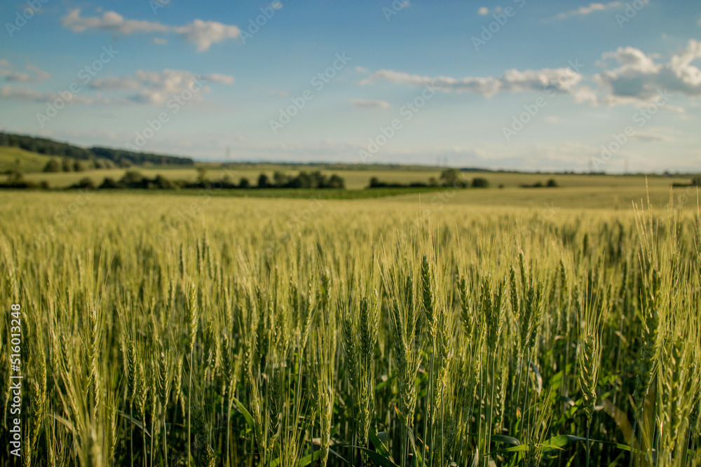 Green wheat fields on a background of blue sky. Landscape with a field of spikelets