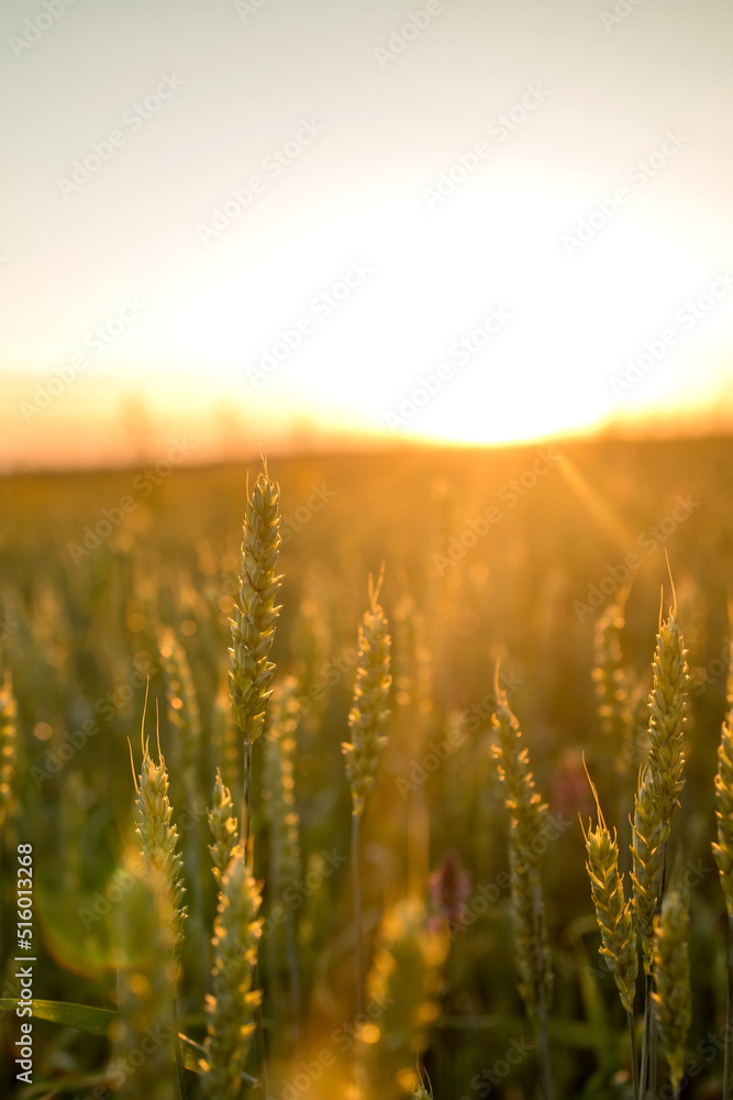 Spikelets of wheat growing on field at sunset. Young spikelets with green leaves ripening farmland summer evening. Soft sunlight shines on the fresh leaves of cereals. Agriculture concept. Spikelets of wheat growing on field at sunset. Young spikelets with green leaves ripening farmland summer evening. Soft sunlight shines on the fresh leaves of cereals. Agriculture concept.