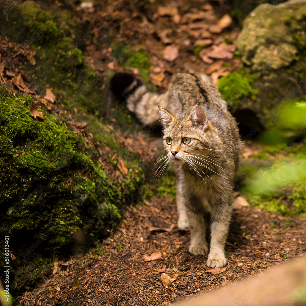 Wild cat hunting in the dark forest illuminated by the sun. Wildlife photography. Wild cat hunting in the dark forest illuminated by the sun. Wildlife photography.