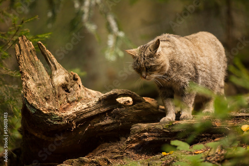 Obraz na plátně Wild cat hunting in the dark forest. Wildlife photography.