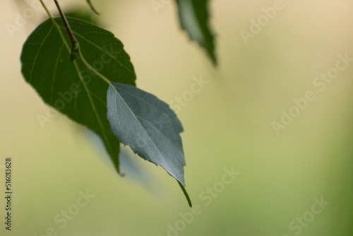 Fototapeta Naklejka Na Ścianę i Meble -  close up of green leaf