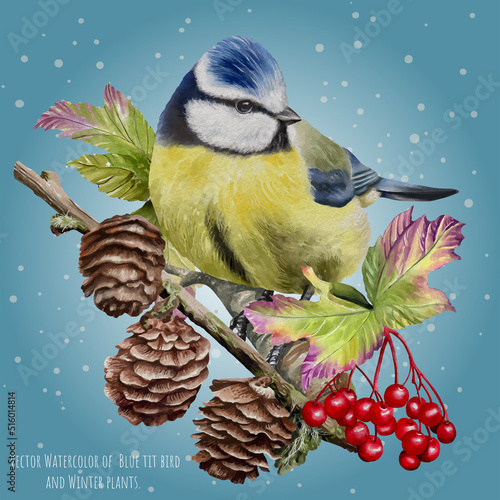 Vector Watercolor of  Blue tit bird and winter plants.