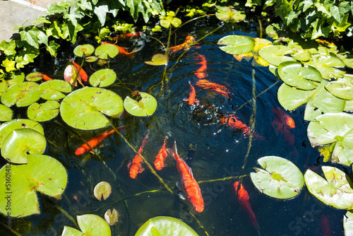 Large Goldfish in a Pond with Lilypads