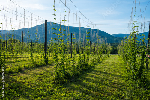 Hops Being Grown on Wires in Early Summer