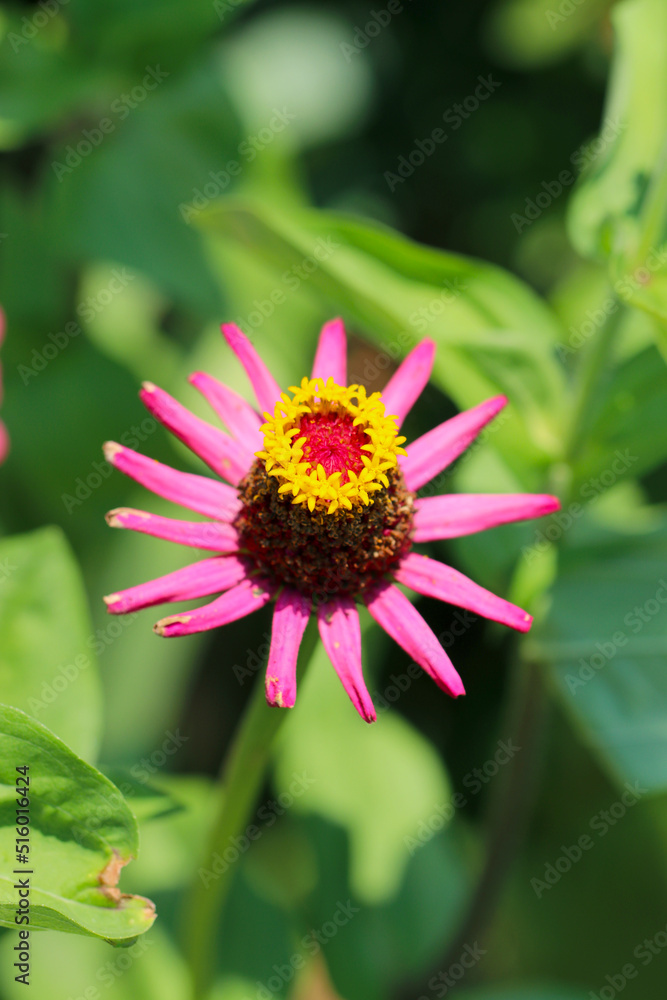 Fancy yellow and pink flowerhead of Fancy yellow and pink flowerhead of