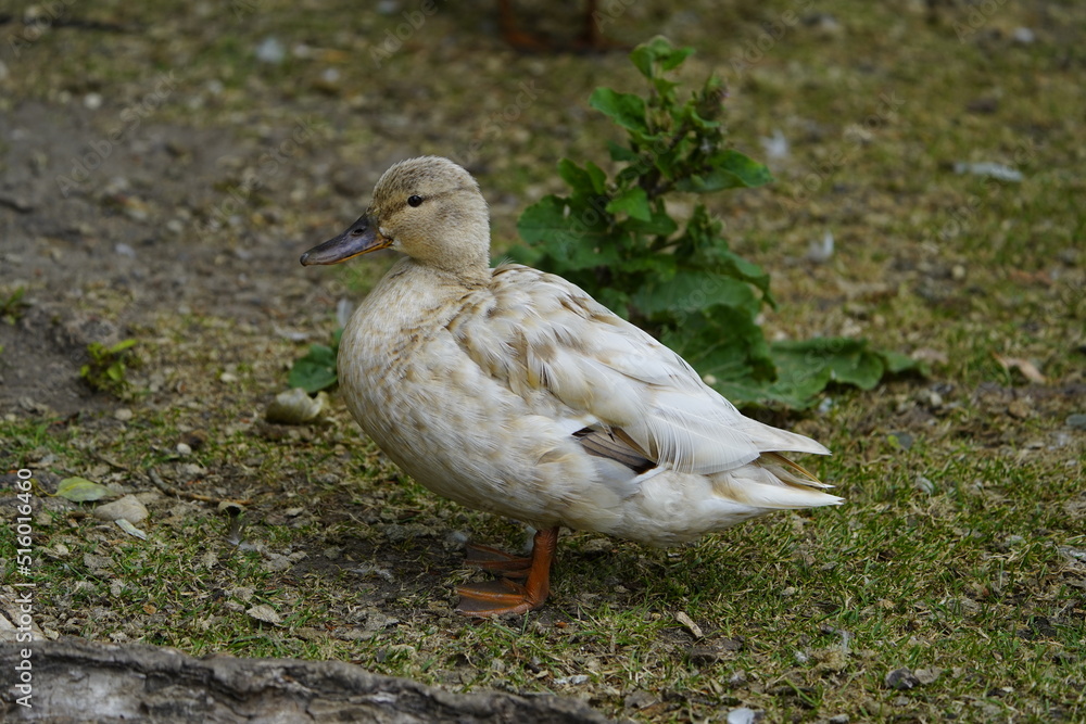 Cross between mallard and other duck breed, Anatidae family. Cross between mallard and other duck breed, Anatidae family.