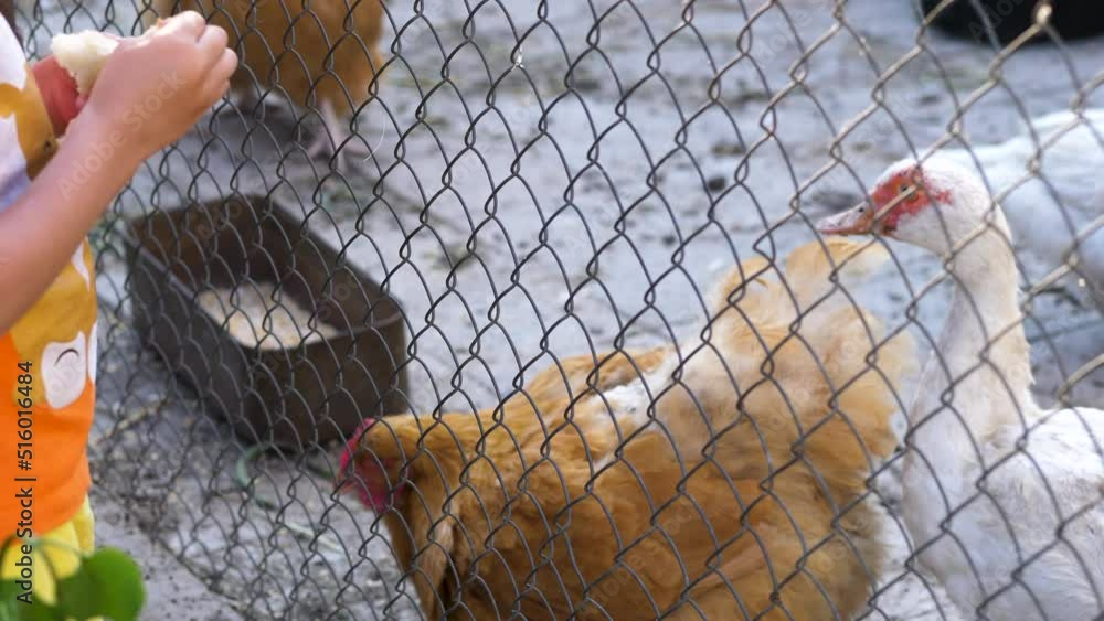 A child feeds chickens through the net. Chickens, jocks, turkeys in the same aviary. Home Farming. A child feeds chickens through the net. Chickens, jocks, turkeys in the same aviary. Home Farming.