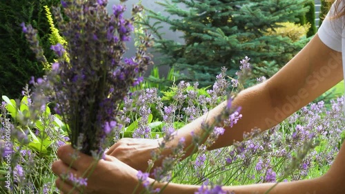 Hands of a happy girl with a tool while pruning lavender in the garden. Pruning lavender in the garden with a close-up tool. A woman cuts lavender in the garden, pleasure, joy, relaxation.