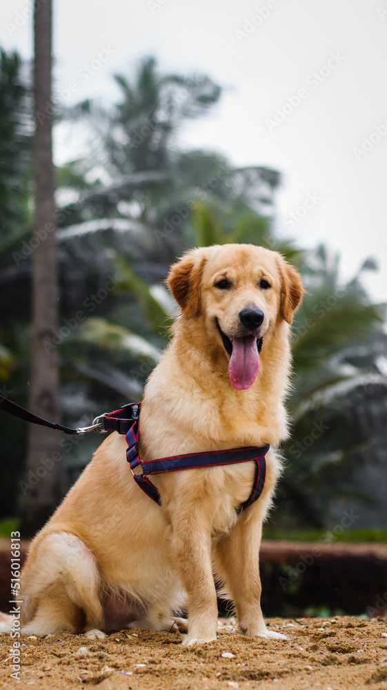 full size shot of a beautiful golden retriever dog wearing a dog harness and leash panting with its tongue out in the summer 