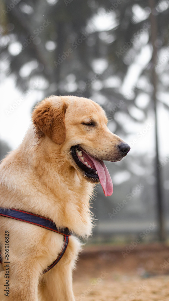 a close-up shot of a beautiful golden retriever dog wearing a dog harness panting with its tongue out in the summer 