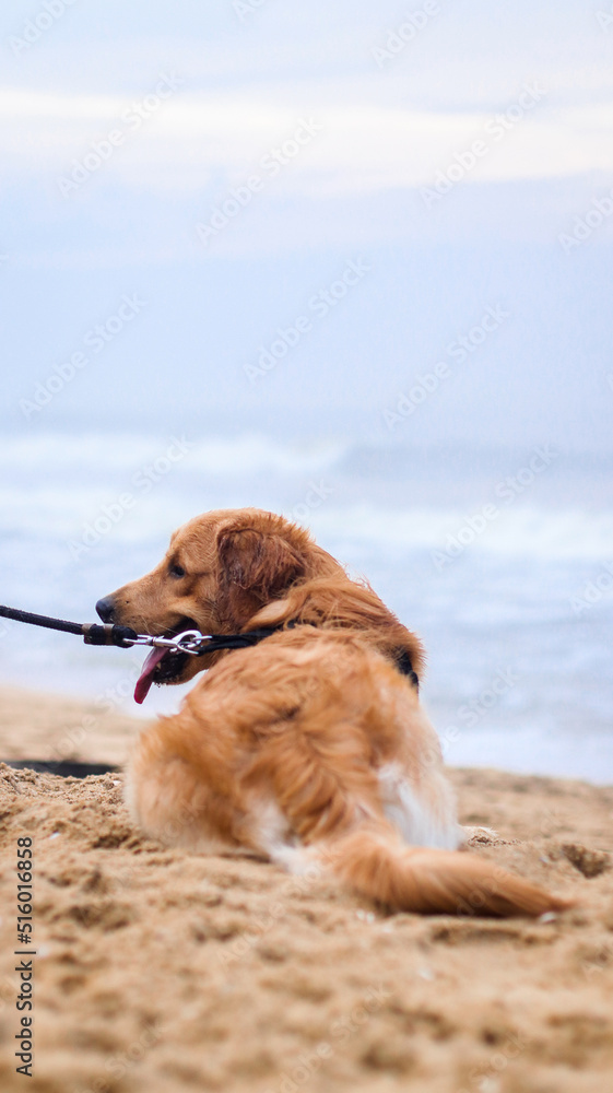 a fluffy, beautiful golden retriever dog with a dog leash sitting on the sand at the beach at evening in the summer