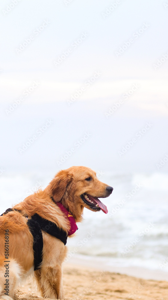 a beautiful, hairy golden retriever dog wearing a dog harness chilling at the beach with its tongue out on a summer evening