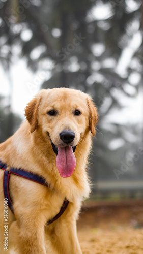 a close-up shot of a beautiful golden retriever dog wearing a dog harness panting with its tongue out in the summer  © dev