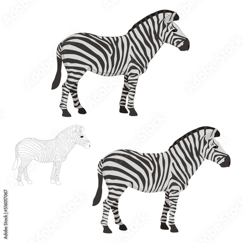Vector zebra on a white background on the side with a separate stroke