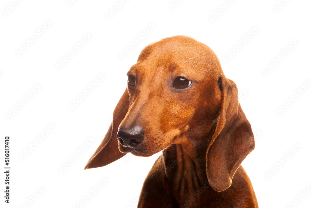 image of dog white background