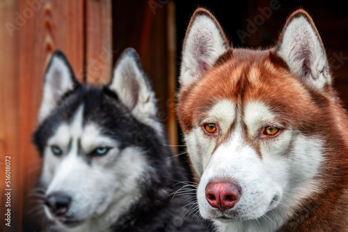 Portrait of a beautiful red husky dog. Front view. Siberian husky dogs close-up.