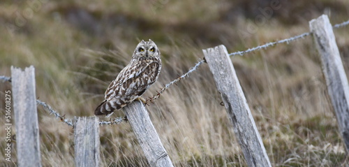 Short-eared owl on a fence post on North Uist, Outer Hebrides, Scotland photo