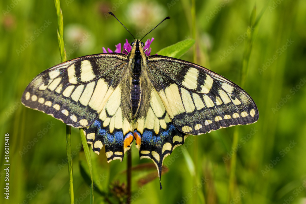 Schwalbenschwanz - Falter - Schmetterling - gelb Schwalbenschwanz - Falter - Schmetterling - gelb