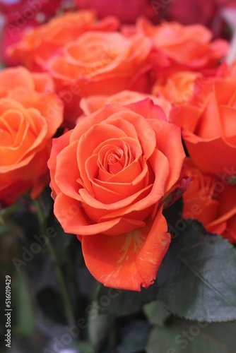 red roses in the garden