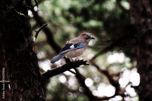A rare Eurasian Jay bird sitting on a branch in the woods. These birds mimic noises. They are clever and use their unique reflectors to confuse its predators.