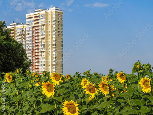 multi-storey residential building on the outskirts of the city of Krasnodar (South of Russia) surrounded by blooming sunflowers on a sunny summer day