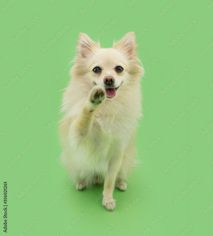 Portrait happy pomeranian puppy dog high five and greeting, Isolated on green pastel background Portrait happy pomeranian puppy dog high five and greeting, Isolated on green pastel background