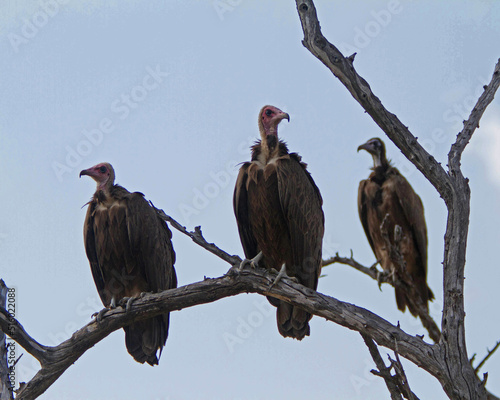 Three Vultures photo