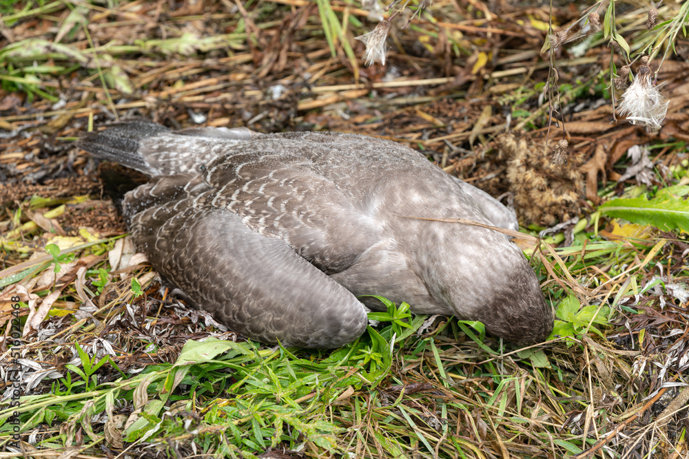 Carcass of killed young seagull bird is lying down among grass. Environmental conservation, concept of protection of wild animals. Carcass of killed young seagull bird is lying down among grass. Environmental conservation, concept of protection of wild animals.