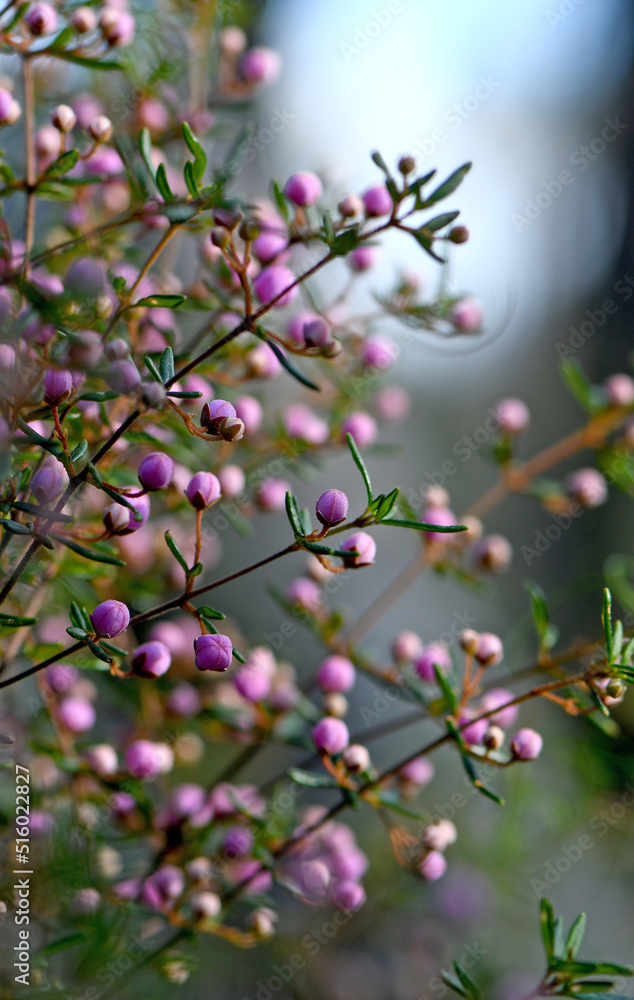Pink flower buds of the Australian native Boronia ledifolia, family Rutaceae in Sydney woodland, NSW. Known as the Showy, Sydney or Ledum Boronia. Winter to spring flowering Pink flower buds of the Australian native Boronia ledifolia, family Rutaceae in Sydney woodland, NSW. Known as the Showy, Sydney or Ledum Boronia. Winter to spring flowering