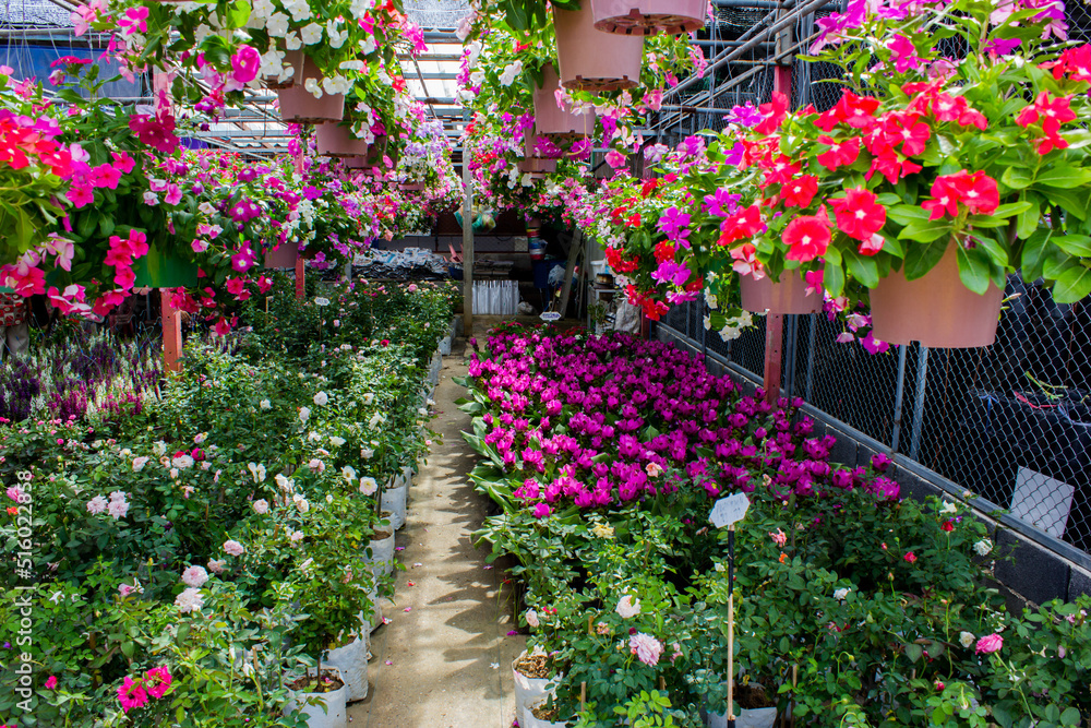 Fototapeta premium flowers in a greenhouse
