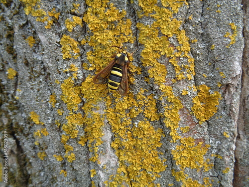 wasp on a tree, with yellow moss, Sesia apiformis, hornet moth, hornet clearwing photo