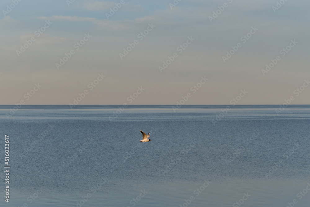 Lonely seagull flies over sea illuminated by light of warm sunset in summer. Minimalistic background with wild bird in sky. Novgorod region, Russia Lake Ilmen.