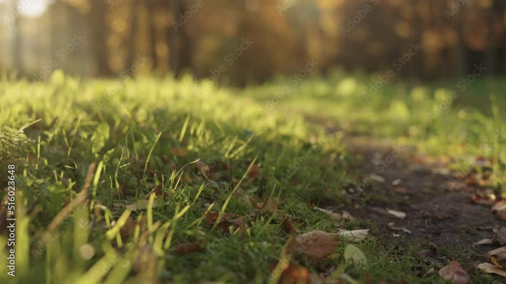 Slow motion handheld shot of park path with fallen leaves on a ground Slow motion handheld shot of park path with fallen leaves on a ground