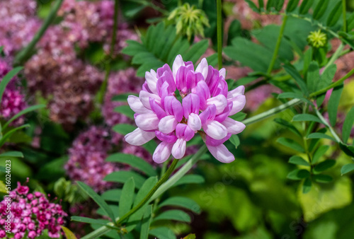 Close-up of a pink flower on a common crown-vetch plant that is growing in a flower garden on a bright summer day in june with a blurred background.