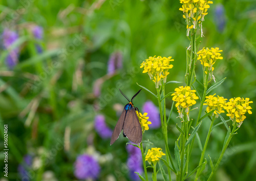 Close-up of a virgina ctenucha tiger moth collecting nectar from a yellow treacle mustard wildflower that is growing in a meadow on a warm summer day in june with a blurred background.