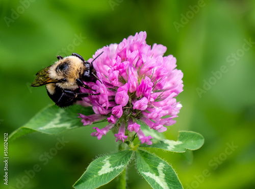 Close-up of a bumblebee collecting nectar from the pink flower on a wild red clover plant that is growing in a meadow on a warm bright summer day in June with a blurred background.