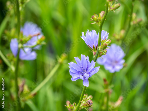 Close-up of the blue flower on a wild chicory plant that is growing in a meadow on a warm bright summer day in july with a blurred background.