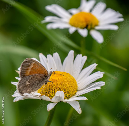Close-up of a small heath brush-footed butterfly collecting nectar from a wild daisy flower on a warm summer day in july with a blurred background.