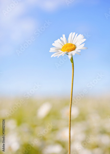 one chamomile on summer field and blue sky background