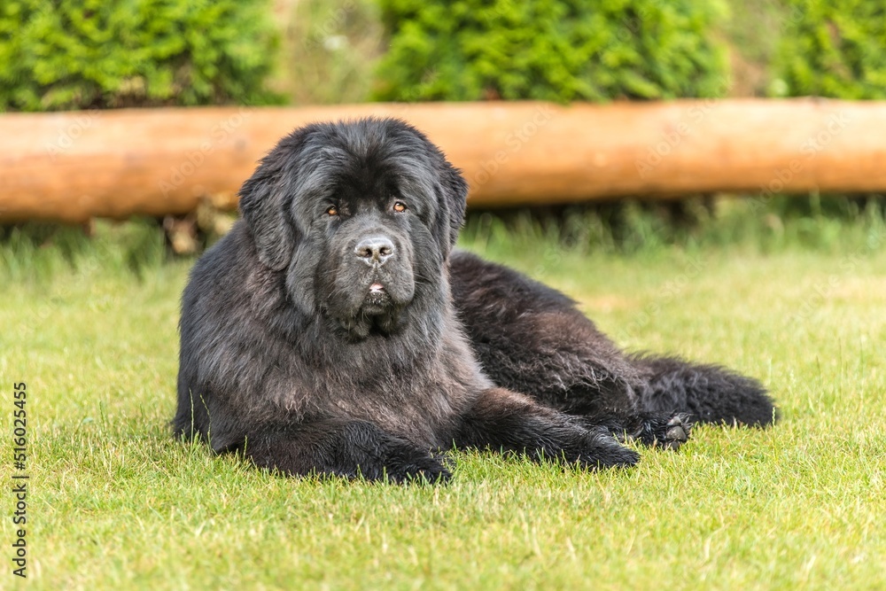 Newfoundland dog on a summer day in the garden. Newfoundland dog breed in an outdoor. Big dog on a green field. Rescue dog. Newfoundland dog on a summer day in the garden. Newfoundland dog breed in an outdoor. Big dog on a green field. Rescue dog.